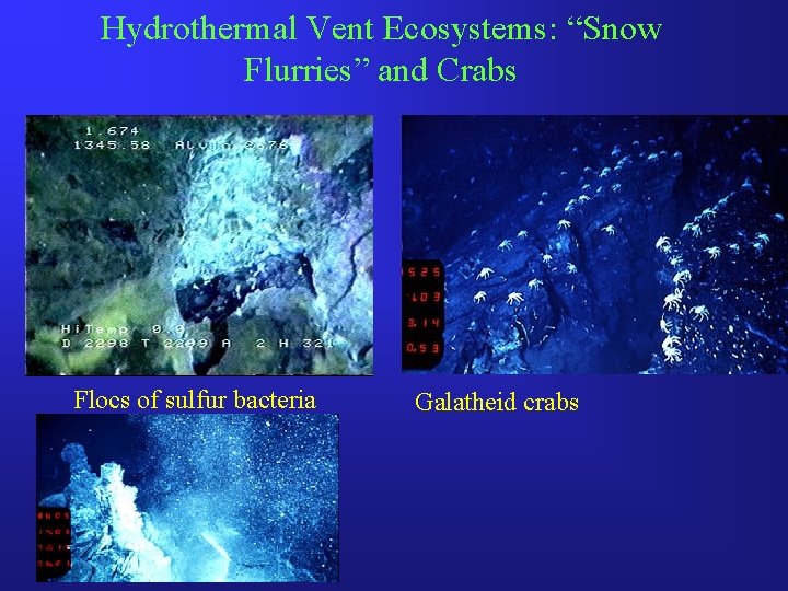 Hydrothermal Vent Ecosystems: “Snow Flurries” and Crabs Flocs of sulfur bacteria Galatheid crabs 