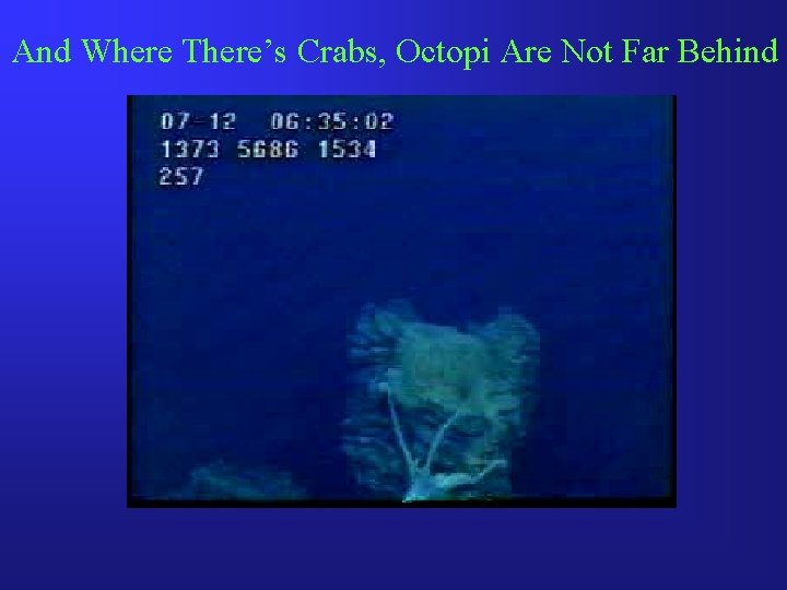 And Where There’s Crabs, Octopi Are Not Far Behind 