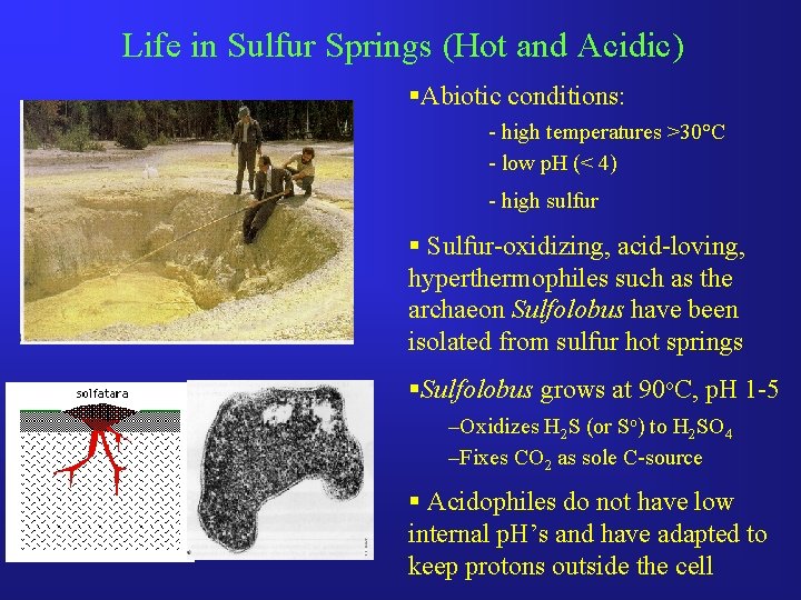 Life in Sulfur Springs (Hot and Acidic) §Abiotic conditions: - high temperatures >30°C -