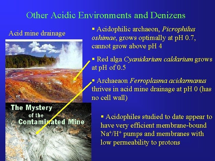 Other Acidic Environments and Denizens Acid mine drainage § Acidophilic archaeon, Picrophilus oshimae, grows