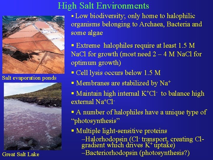 High Salt Environments § Low biodiversity; only home to halophilic organisms belonging to Archaea,