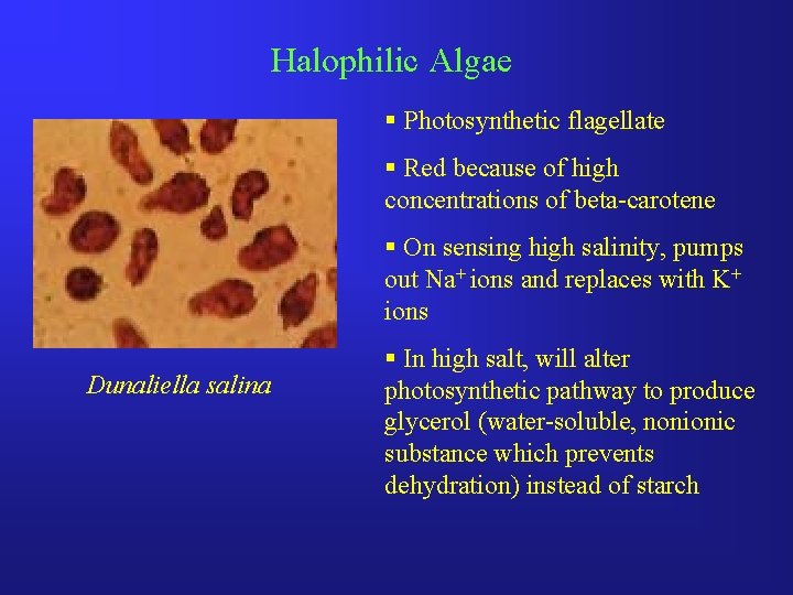 Halophilic Algae § Photosynthetic flagellate § Red because of high concentrations of beta-carotene §
