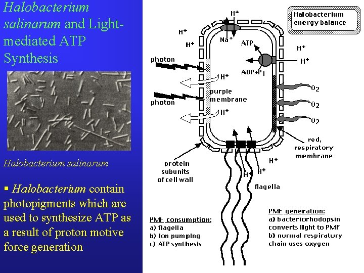 Halobacterium salinarum and Lightmediated ATP Synthesis Halobacterium salinarum § Halobacterium contain photopigments which are