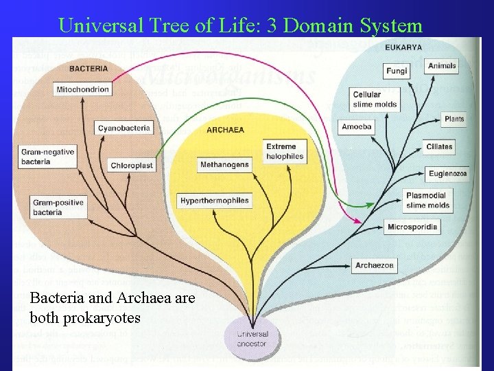 Universal Tree of Life: 3 Domain System Bacteria and Archaea are both prokaryotes 