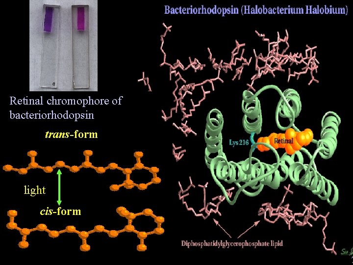Retinal chromophore of bacteriorhodopsin trans-form light cis-form 