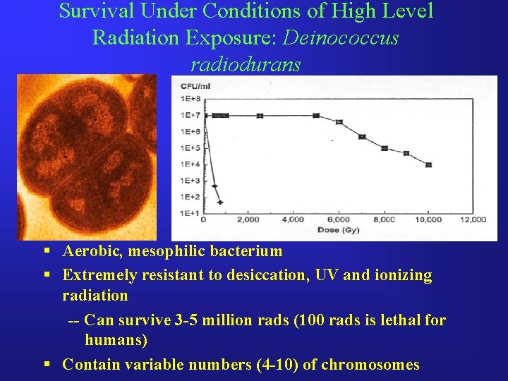 Survival Under Conditions of High Level Radiation Exposure: Deinococcus radiodurans § Aerobic, mesophilic bacterium