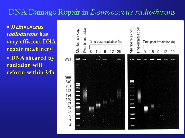 DNA Damage Repair in Deinococcus radiodurans § Deinococcus radiodurans has very efficient DNA repair