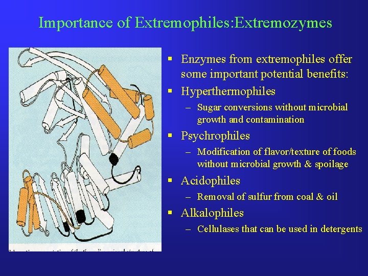 Importance of Extremophiles: Extremozymes § Enzymes from extremophiles offer some important potential benefits: §