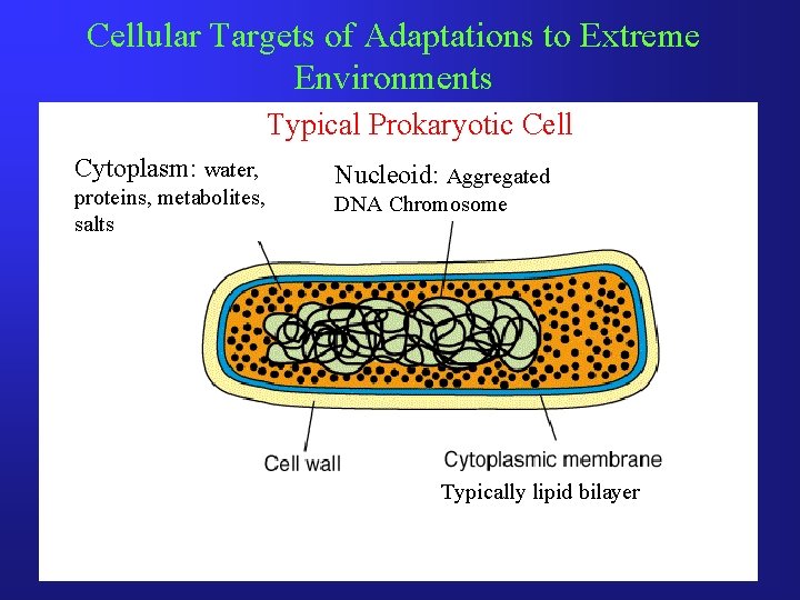 Cellular Targets of Adaptations to Extreme Environments Typical Prokaryotic Cell Cytoplasm: water, proteins, metabolites,