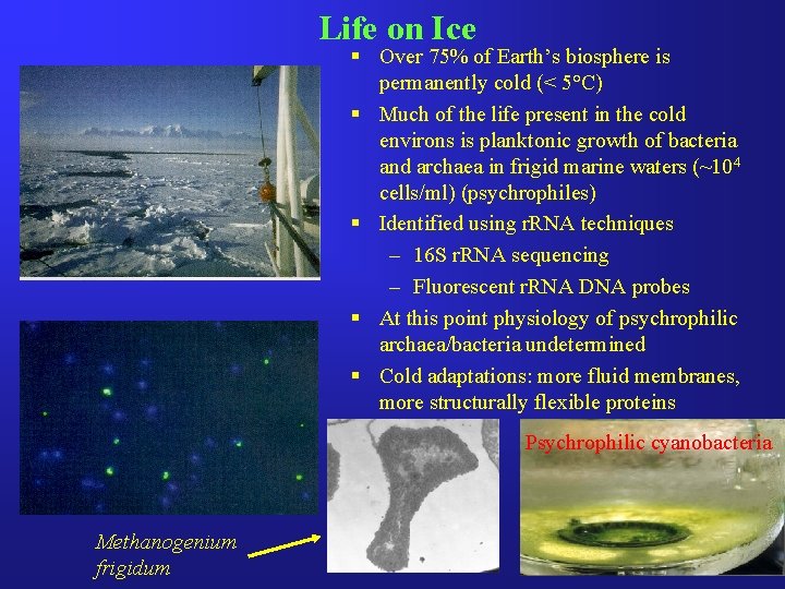 Life on Ice § Over 75% of Earth’s biosphere is permanently cold (< 5°C)