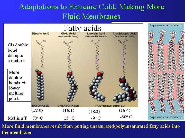 Adaptations to Extreme Cold: Making More Fluid Membranes More fluid membranes result from putting