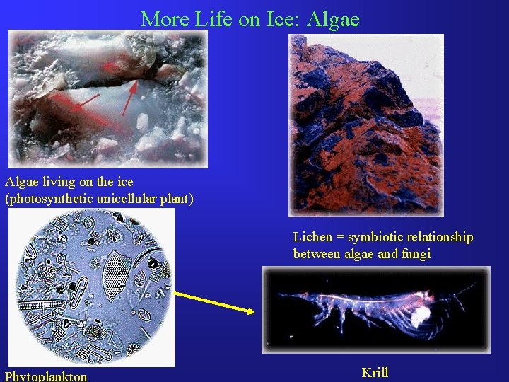 More Life on Ice: Algae living on the ice (photosynthetic unicellular plant) Lichen =