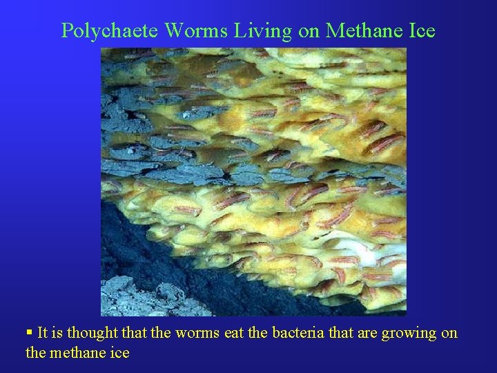 Polychaete Worms Living on Methane Ice § It is thought that the worms eat