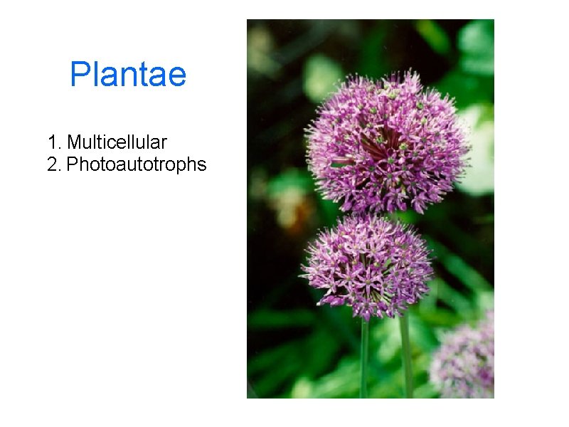 Plantae 1. Multicellular 2. Photoautotrophs 