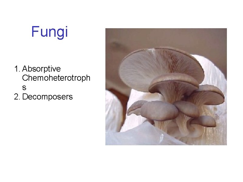 Fungi 1. Absorptive Chemoheterotroph s 2. Decomposers 