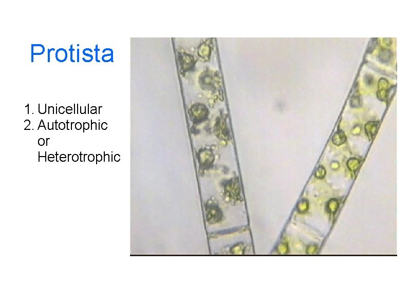 Protista 1. Unicellular 2. Autotrophic or Heterotrophic 