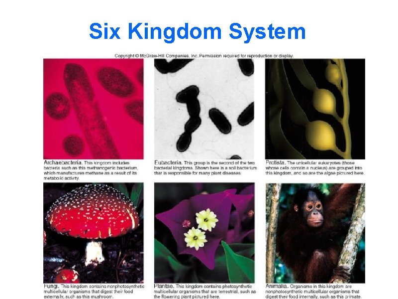 Six Kingdom System 