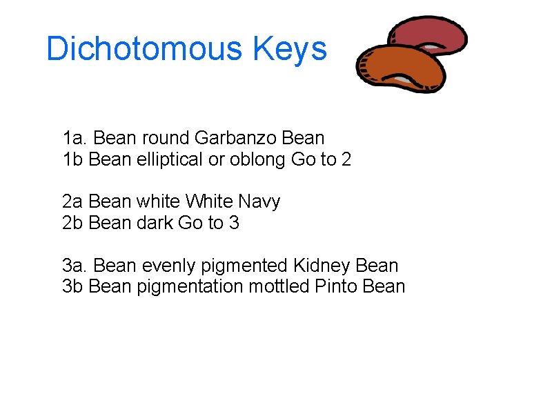 Dichotomous Keys 1 a. Bean round Garbanzo Bean 1 b Bean elliptical or oblong