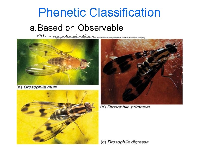 Phenetic Classification a. Based on Observable Characteristics. 