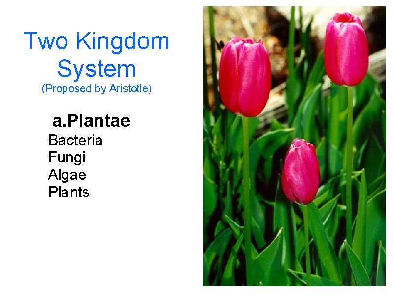 Two Kingdom System (Proposed by Aristotle) a. Plantae Bacteria Fungi Algae Plants 