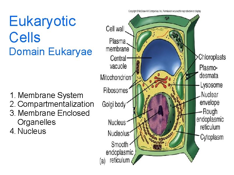 Eukaryotic Cells Domain Eukaryae 1. Membrane System 2. Compartmentalization 3. Membrane Enclosed Organelles 4.