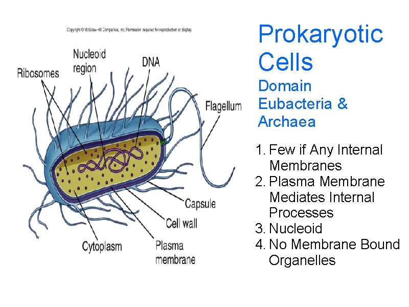 Prokaryotic Cells Domain Eubacteria & Archaea 1. Few if Any Internal Membranes 2. Plasma