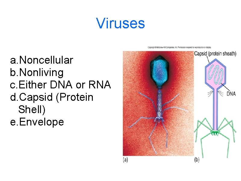 Viruses a. Noncellular b. Nonliving c. Either DNA or RNA d. Capsid (Protein Shell)