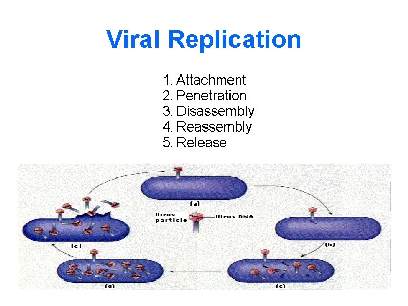 Viral Replication 1. Attachment 2. Penetration 3. Disassembly 4. Reassembly 5. Release 