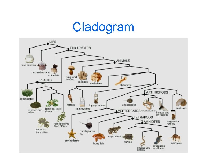 Cladogram 