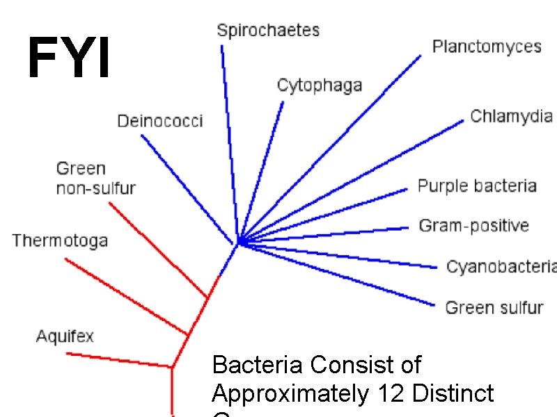 FYI Bacteria Consist of Approximately 12 Distinct 