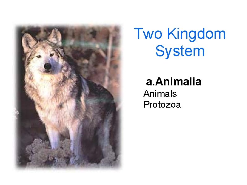 Two Kingdom System a. Animalia Animals Protozoa 