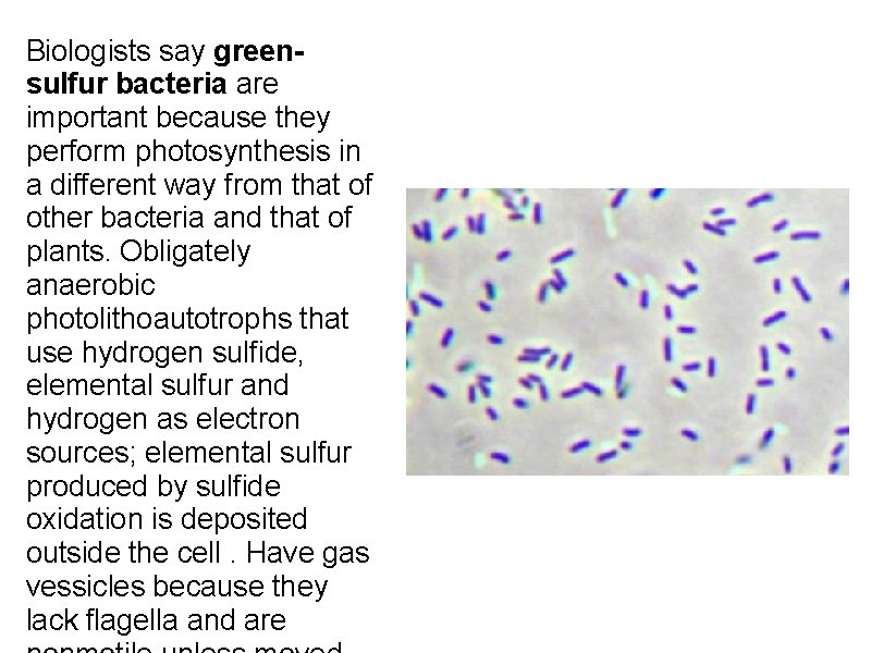 Biologists say greensulfur bacteria are important because they perform photosynthesis in a different way