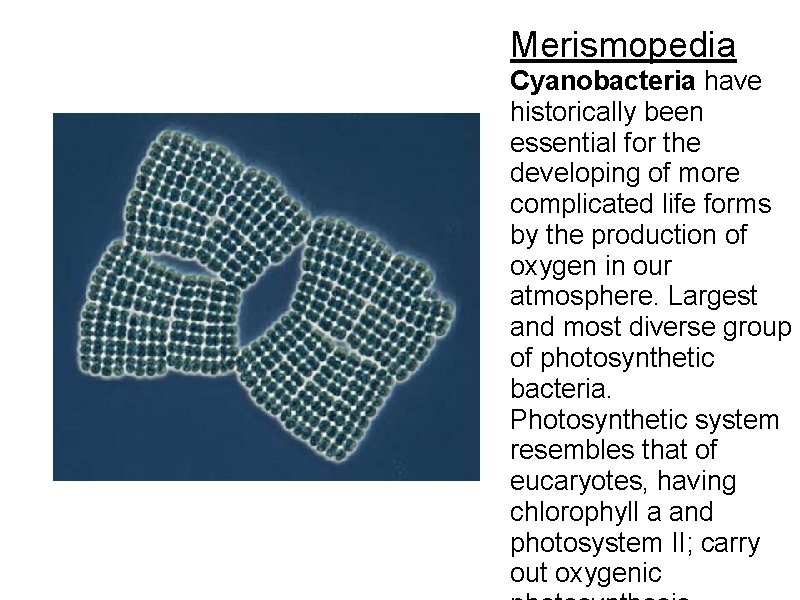 Merismopedia Cyanobacteria have historically been essential for the developing of more complicated life forms