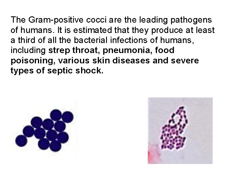 The Gram-positive cocci are the leading pathogens of humans. It is estimated that they