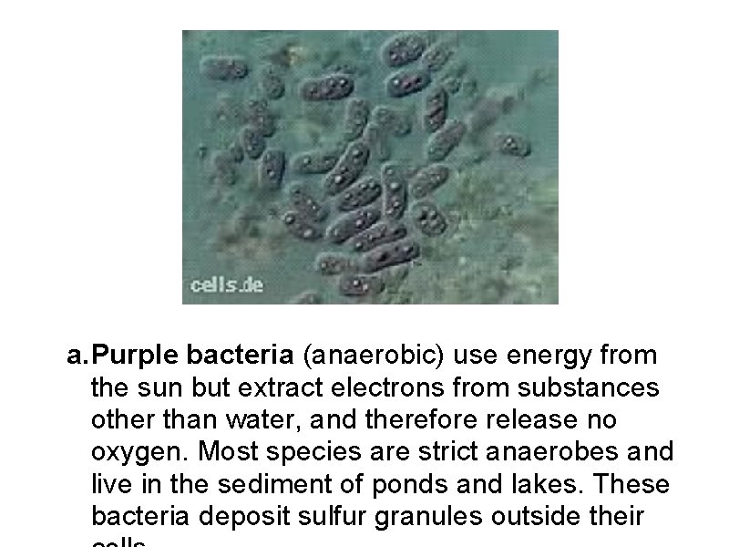 a. Purple bacteria (anaerobic) use energy from the sun but extract electrons from substances