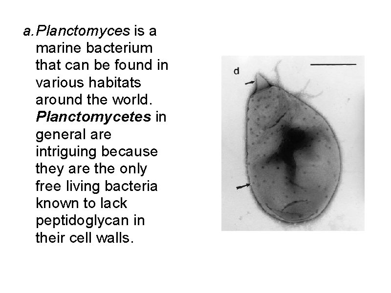 a. Planctomyces is a marine bacterium that can be found in various habitats around