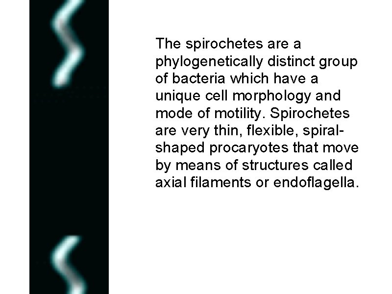 The spirochetes are a phylogenetically distinct group of bacteria which have a unique cell