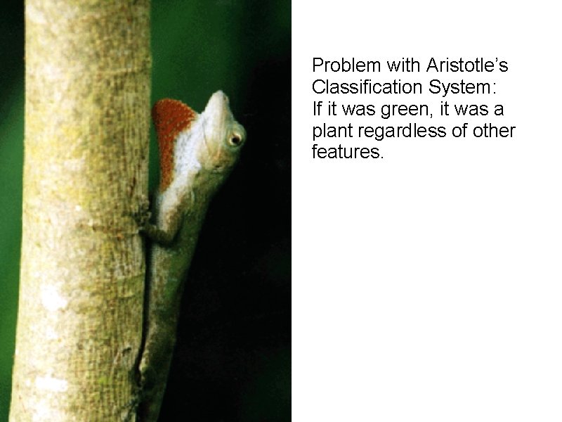 Problem with Aristotle’s Classification System: If it was green, it was a plant regardless