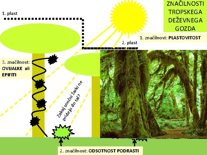 ZNAČILNOSTI TROPSKEGA DEŽEVNEGA GOZDA 1. plast 2. plast 3. značilnost: OVIJALKE ali EPIFITI 1.