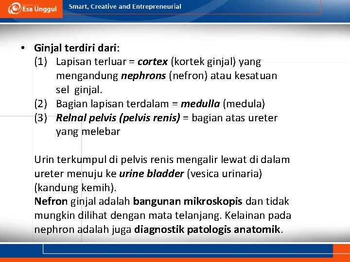  • Ginjal terdiri dari: (1) Lapisan terluar = cortex (kortek ginjal) yang mengandung