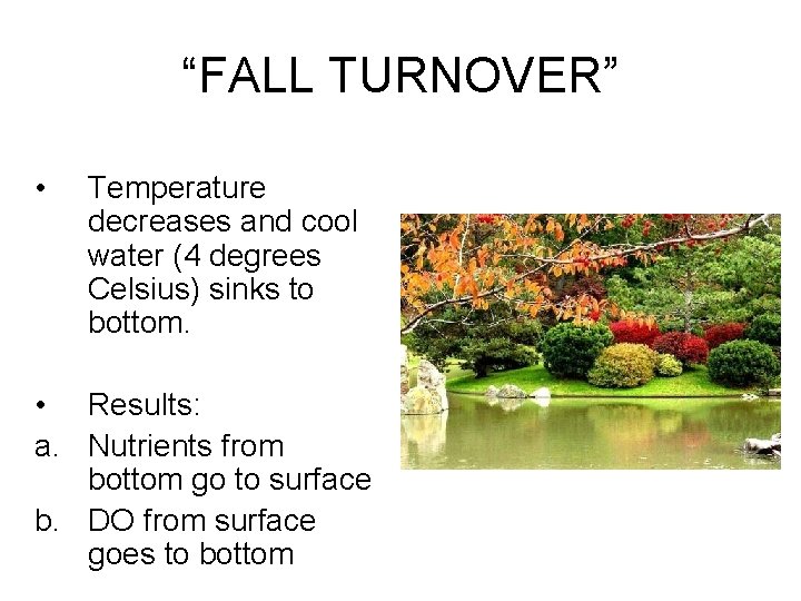 “FALL TURNOVER” • Temperature decreases and cool water (4 degrees Celsius) sinks to bottom.