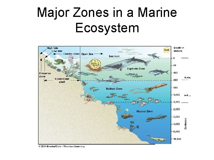 Major Zones in a Marine Ecosystem 