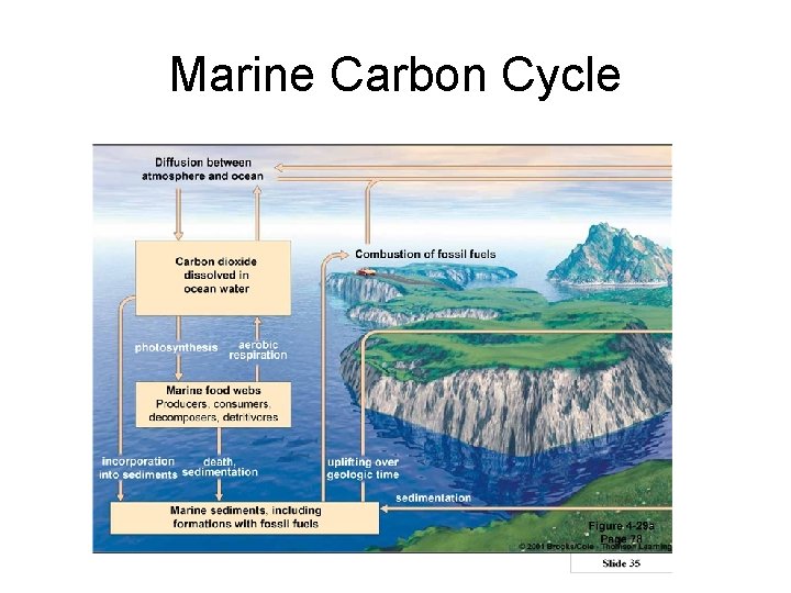 Marine Carbon Cycle 