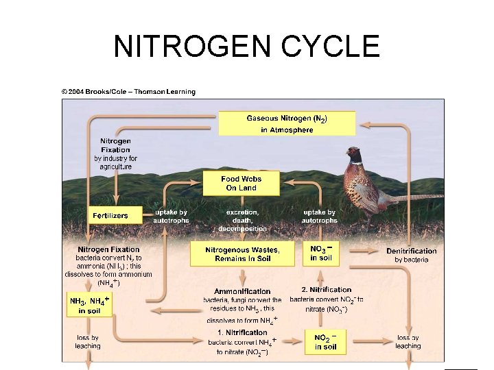 NITROGEN CYCLE 