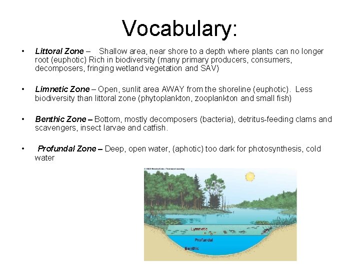 Vocabulary: • Littoral Zone – Shallow area, near shore to a depth where plants