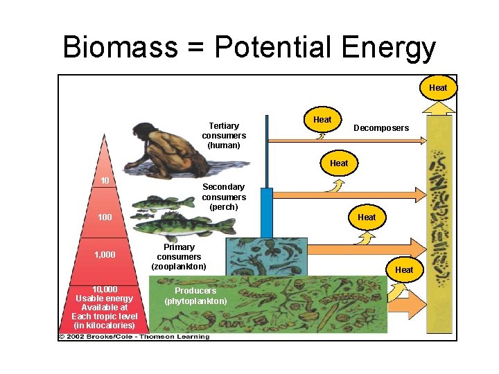 Biomass = Potential Energy Heat Tertiary consumers (human) Heat Decomposers Heat 10 Secondary consumers