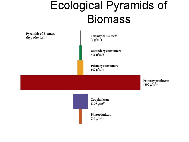 Ecological Pyramids of Biomass 