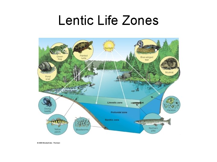 Lentic Life Zones 