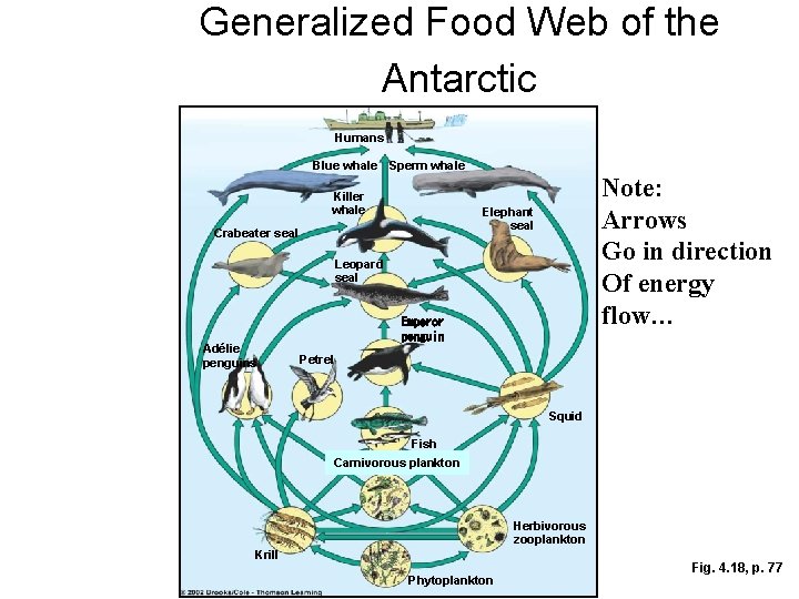 Generalized Food Web of the Antarctic Humans Blue whale Sperm whale Killer whale Note: