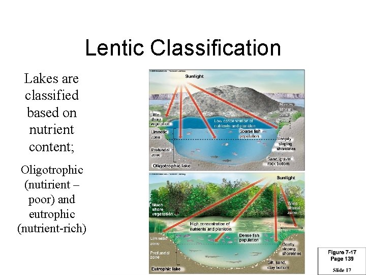 Lentic Classification Lakes are classified based on nutrient content; Oligotrophic (nutirient – poor) and